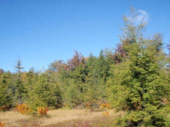 community photo